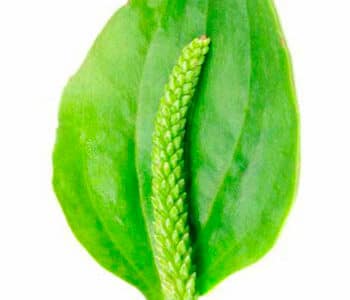 el llantén - una planta con multiples propiedades medicinales