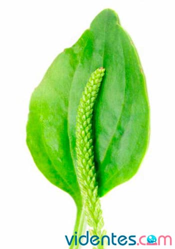 el llantén - una planta con multiples propiedades medicinales