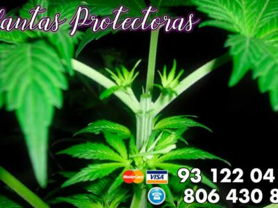 Plantas protectoras contra el mal de ojo