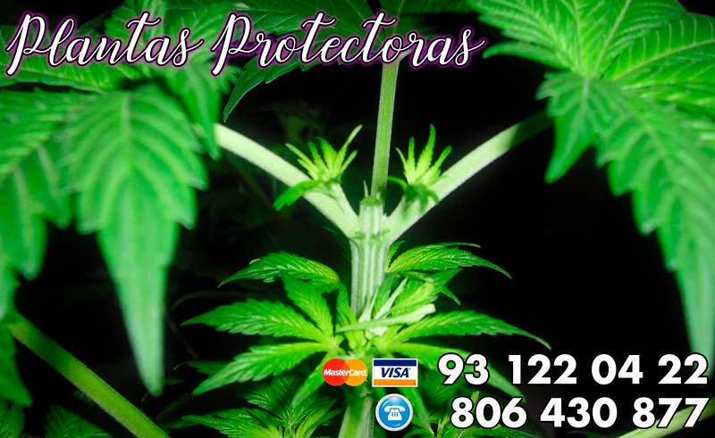 Plantas protectoras contra el mal de ojo